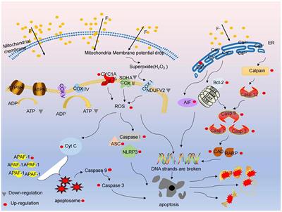 Effect of Fluoride on Cytotoxicity Involved in Mitochondrial Dysfunction: A Review of Mechanism